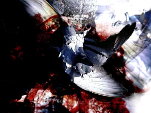 a picture called deadpigeon.jpg (click to enlarge)